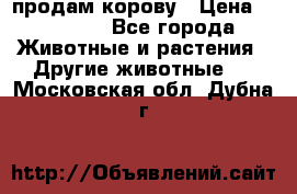 продам корову › Цена ­ 70 000 - Все города Животные и растения » Другие животные   . Московская обл.,Дубна г.